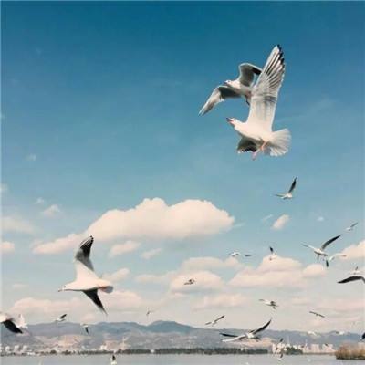 足球滚球的正规平台app